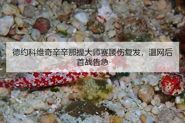 de-yue-ke-wei-qi-xin-xin-na-ti-da-shi-sai-yao-shang-fu-fa-wen-wang-hou-shou-zhan-gao-ji-2-809.jpg